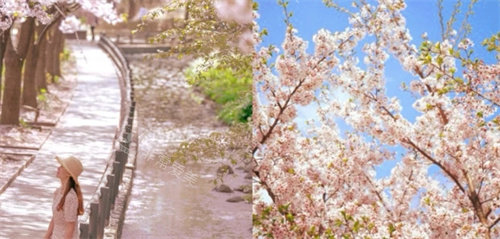 首尔森林樱花