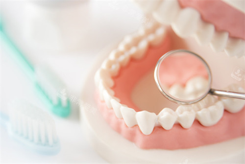 牙科牙齿模型
