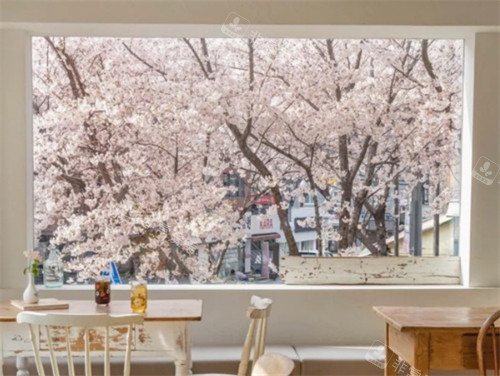 首尔樱花节咖啡店推荐!这几家樱花咖啡店必打卡!