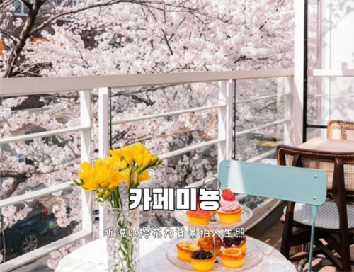 韩国樱花季的咖啡店