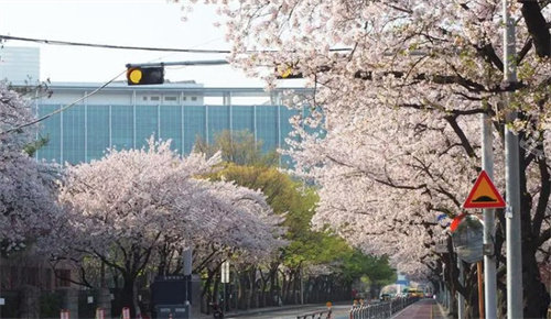 四月首尔赏樱景点推荐！在首尔赏樱拍照的打卡地攻略合集！