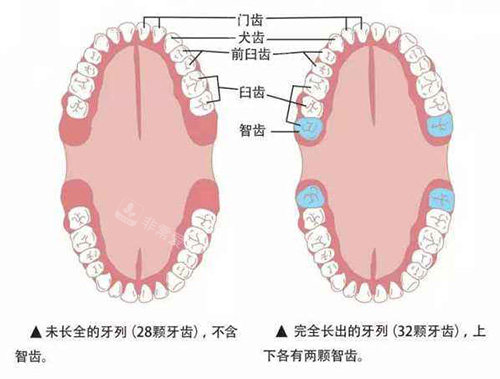 智齿