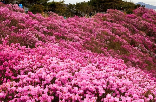 韓國(guó)花田圖片