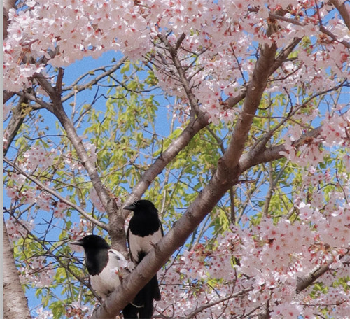 首尔樱花