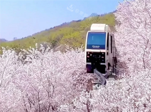 韩国和谈林观光电车