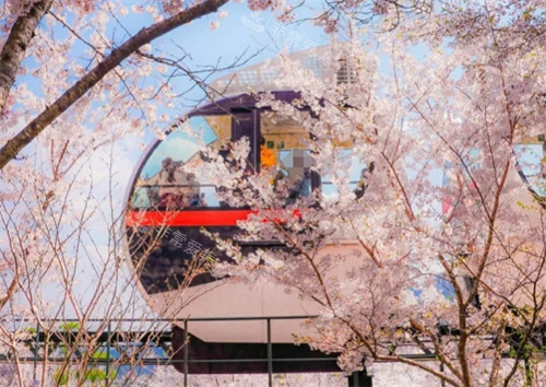 韩国和谈林樱花观景电车