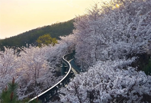 韩国和谈林环境