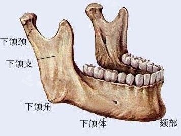 下颌角部位解剖图