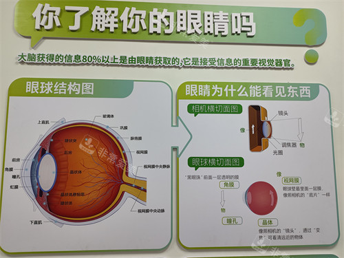 眼球结构展示