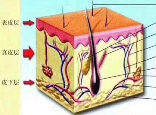 皮肤层次微观示意图