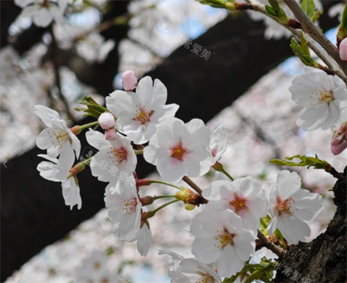 汝矣岛公园樱花