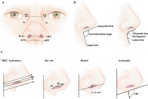 不同鼻基底高度的角度不同