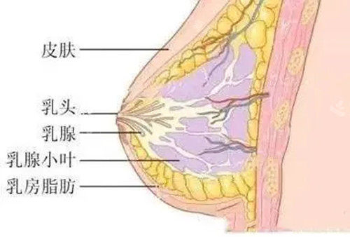 乳房结构卡通示意图
