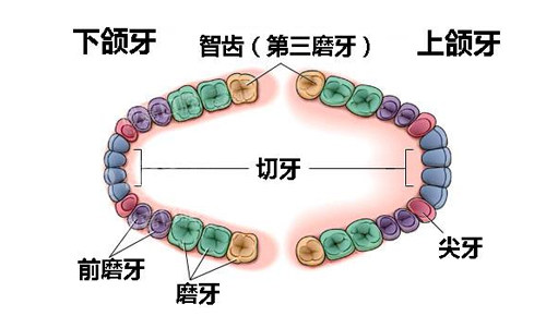 牙位展示图