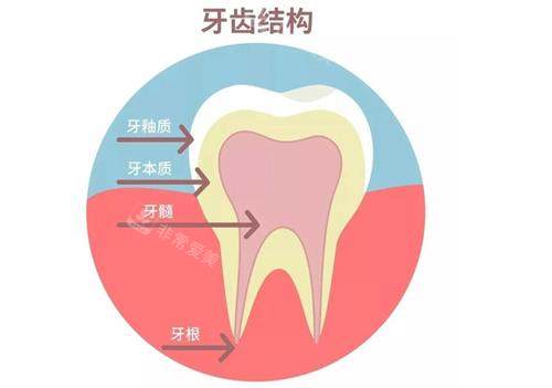 牙齿的结构示意图