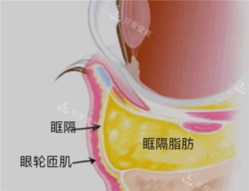 眼部结构图示