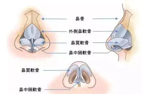 鼻结构卡通图片