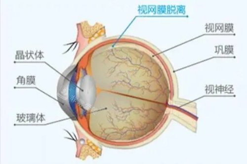 眼睛各部位详解图