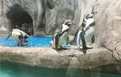 韓國大田oworld動物照片