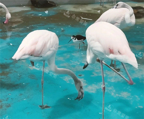 韓國大田oworld動物園照片