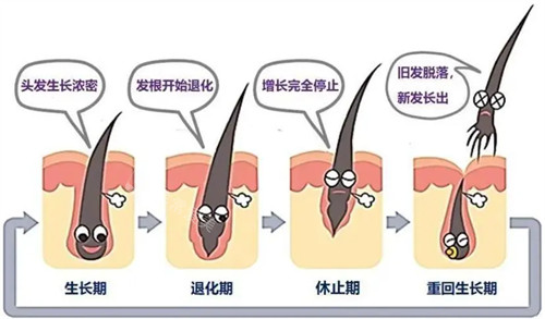 hbw毛囊克隆后头发生长周期