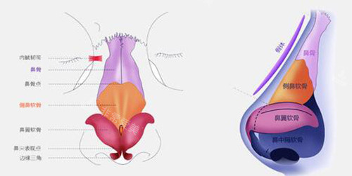 鼻子解剖圖示意