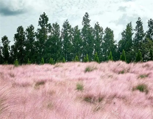 濟州島花海
