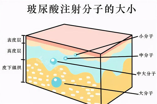 大中小分子玻尿酸大小動畫圖