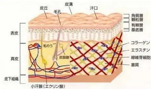 果酸煥膚皮膚層次示意圖