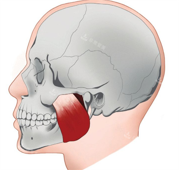 咬肌展示图