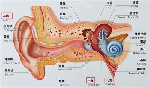 耳朵的結(jié)構(gòu)