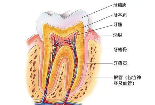 牙神經(jīng)的示意圖