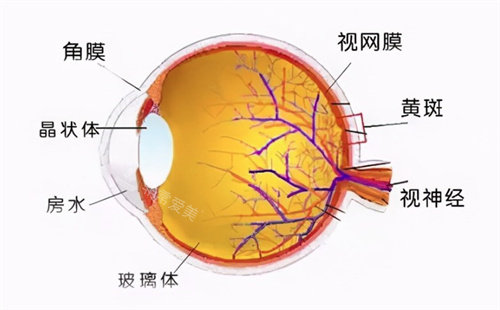 玻璃体