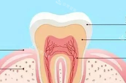 牙齿结构示意图