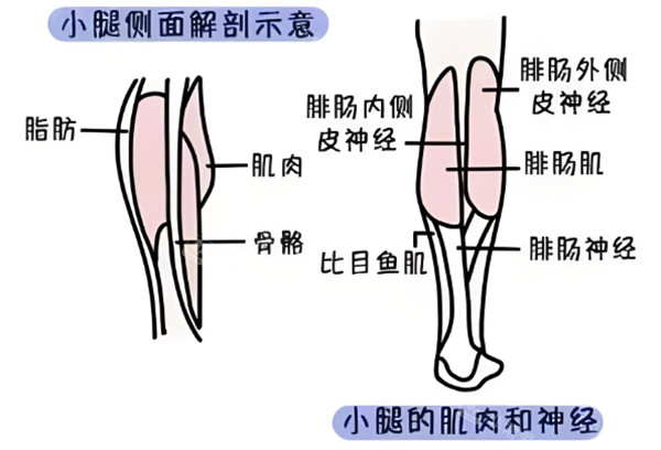 小腿神经展示图