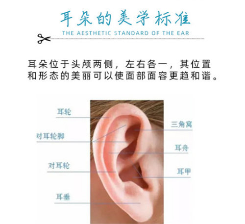 耳朵的美學(xué)標(biāo)準(zhǔn) 耳朵的美學(xué)標(biāo)準(zhǔn)
