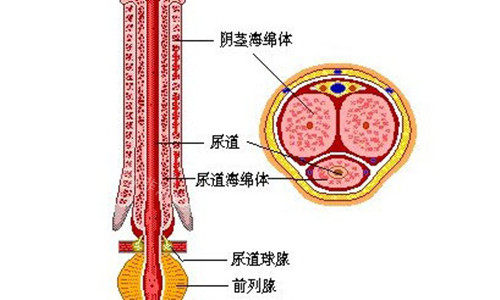 男性私密位置解剖示意圖