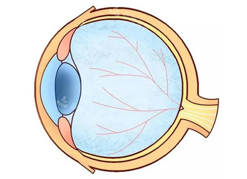 眼球结构卡通图