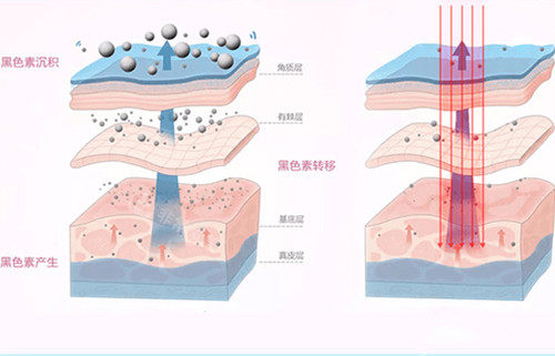 皮肤美白内部作用层次示意图