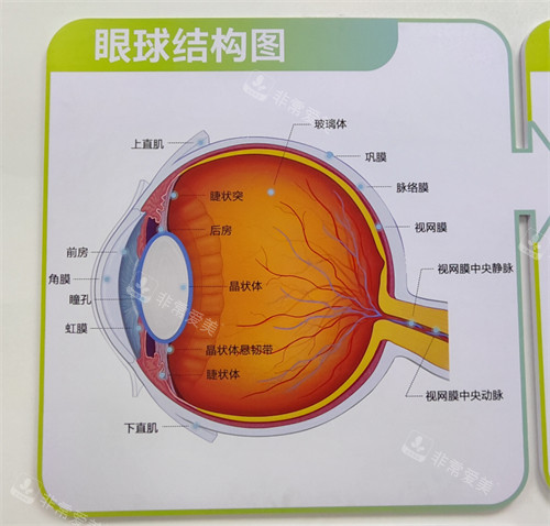 眼球结构