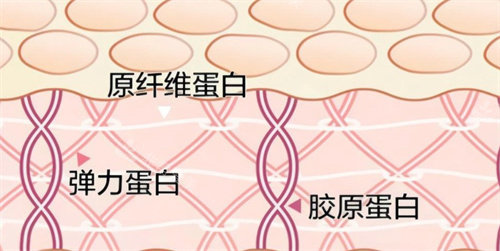 重組三型膠原蛋白 重組三型膠原蛋白