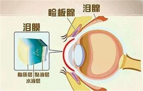 泪腺