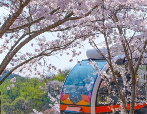 韓國(guó)和談林電車賞櫻花