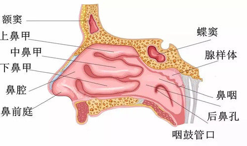 鼻结构卡通示意图