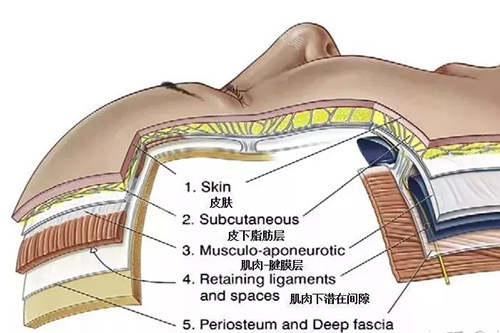 面部皮肤层次图