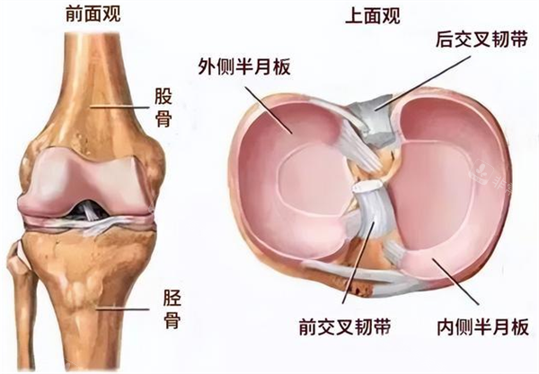 半月板位置图片