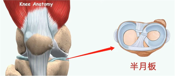 半月板位置图片展示