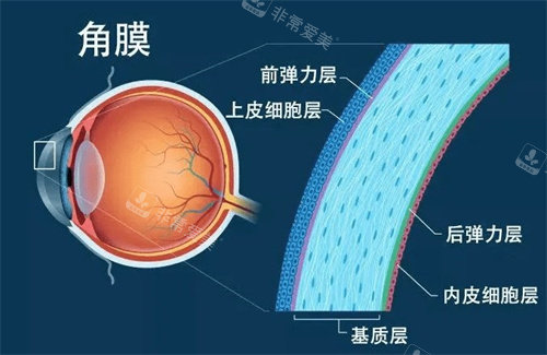 角膜