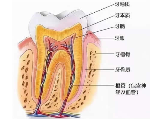 牙体剖面动画图