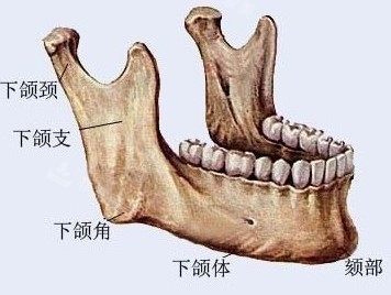 下頜角部位解剖圖 下頜角部位解剖圖